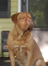 Moose