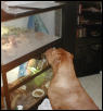 Moose watchen collareds