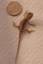 tiny beardie