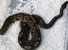 07blackpastelmale 1   602g.JPG