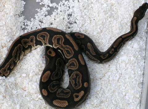 07blackpastelmale 1   602g.JPG