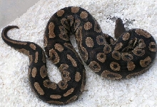 07cinnymale 1   862g