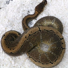 08 pinfemale01 596