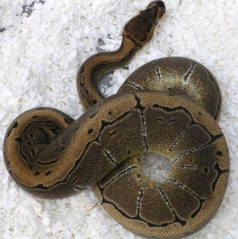 08 pinfemale01 596