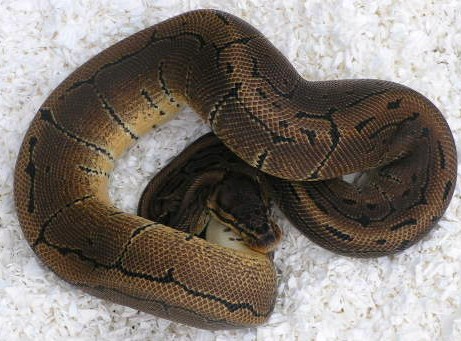 08 pinmale 02  464g
