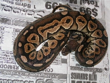 08cinnyfemale2 325g