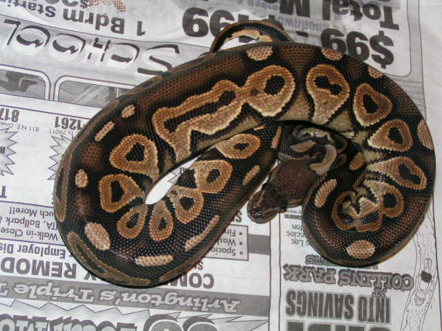 08cinnyfemale2 325g