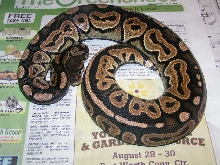 08cinnyfemale3 505g