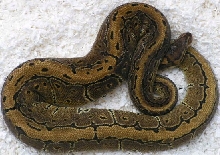 08pinfemale06   702g.
