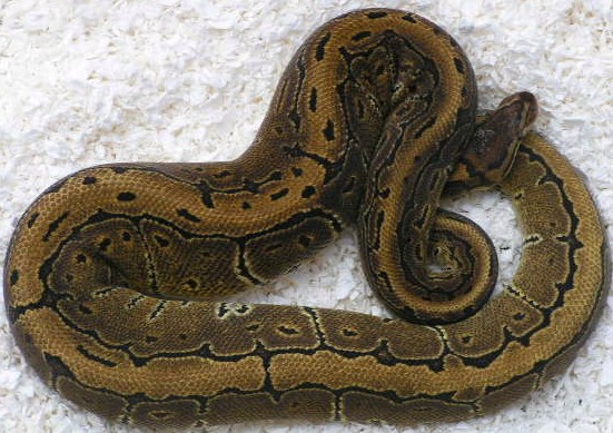 08pinfemale06   702g.