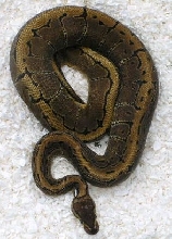 08pinmale01   564g