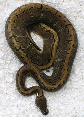 08pinmale01   564g