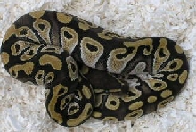 09mojavefemale1    116g