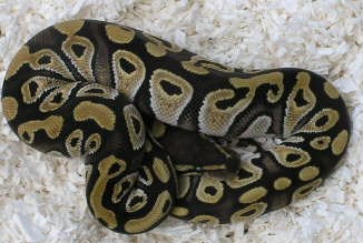 09mojavefemale1    116g