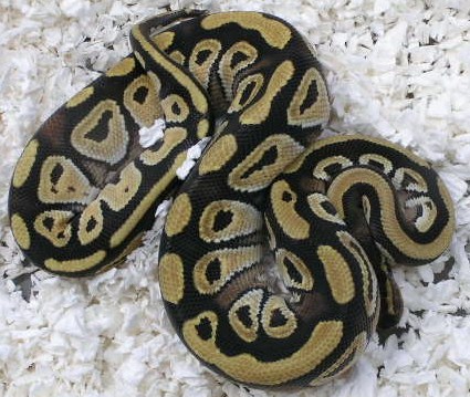 09mojavemale2    130g