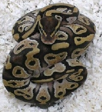 09mojavemale3   114g