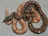 Sunglow Hypo Arabesque