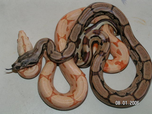 Sunglow Hypo Arabesque