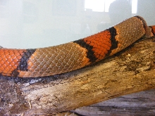 Grey-banded Kingsnake closer view