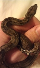 boa1
