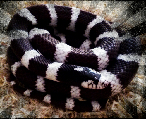 Lilith, the California Kingsnake