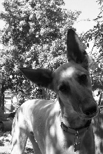A German Shepherd / Saluki Mix