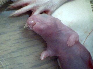 Newborn rat