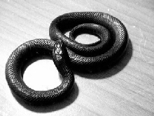 Mexican Black King Snake on desk