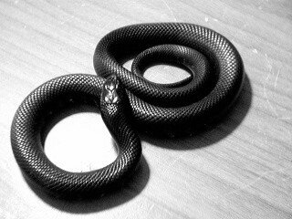Mexican Black King Snake on desk