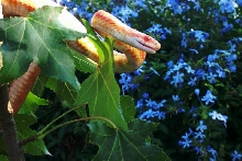 Corn snake in a tree