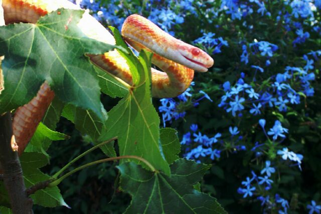 Corn snake in a tree