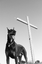 Doberman Pinscher near cross.