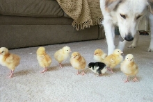 Dog hearding chickens in living room