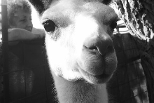 A close up of a Lllama