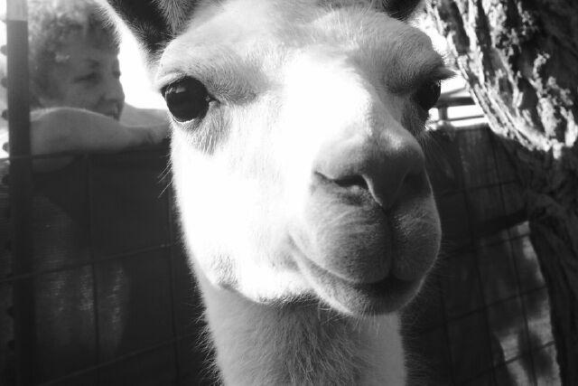 A close up of a Lllama