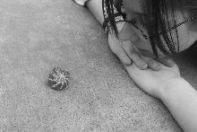 Hermit Crab