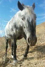 Horse in field