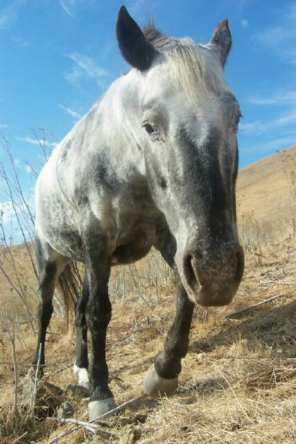 Horse in field