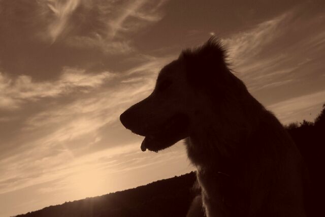 Dog in sunset