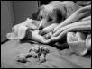 Dog watching rat pups