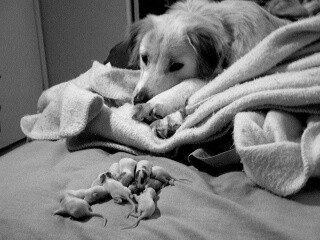 Dog watching rat pups