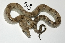 Anery Male BCL just bought him