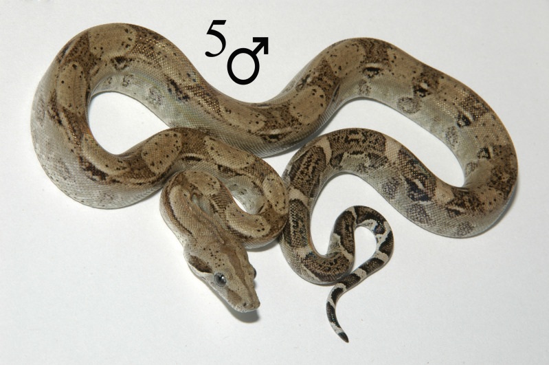 Anery Male BCL just bought him
