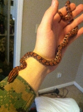 Peruvian Rainbow boa