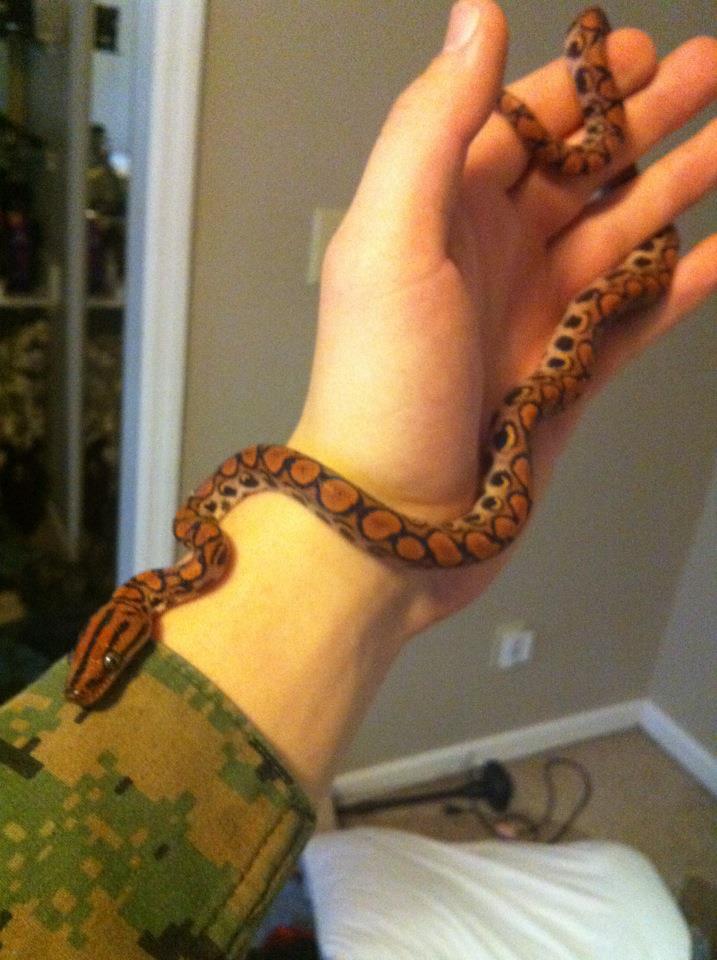 Peruvian Rainbow boa
