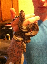 ANERY Boa Constrictor Longicauda