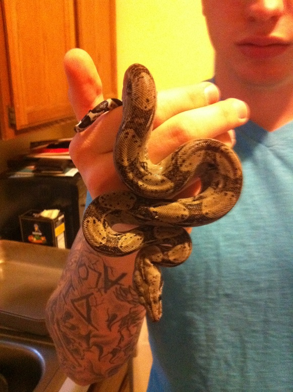 ANERY Boa Constrictor Longicauda