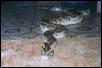 Kaa, my big girl