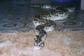Kaa, my big girl