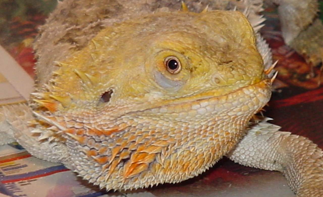 Chompy
